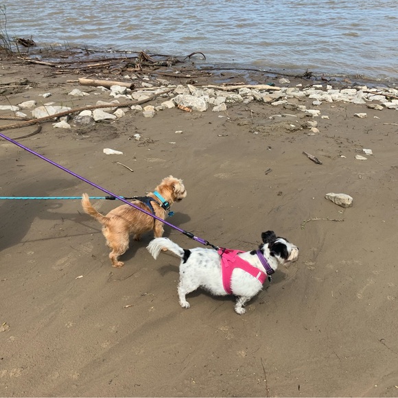 puppytails